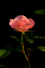 Beautiful rose on dark background