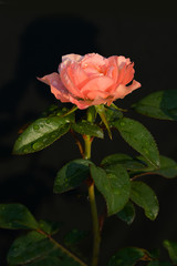 Beautiful rose on dark background