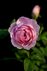 Beautiful purple rose on black background