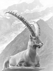 Sitting ibex with mountain background black and white
