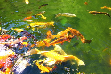 Fototapeta na wymiar colorful kois in pool.the beautiful crafts swimming and sun reflex on water.nature light and good feed make multicolor fish or pet storng beauty.