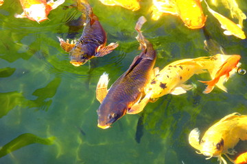 colorful kois in pool.the beautiful crafts swimmming in big pool.nature light and good feed make...