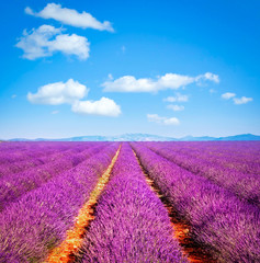 Fototapeta na wymiar Lavender flower blooming fields endless rows. Valensole Provence, France.