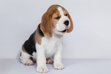 Fototapeta na wymiar Puppy beagle on a white background.