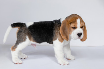 Puppy beagle on a white background.