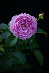 Beautiful purple rose on black background