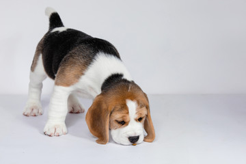 Puppy beagle on a white background.