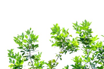 Tropical tree leaves with branches and sun light on white isolated background for green foliage backdrop 