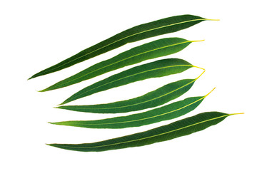 Green leaves on white background, Eucalyptus leaves.