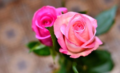 pink rose in garden