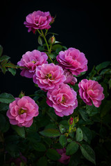 Beautiful pink (Aoi) rose in the garden