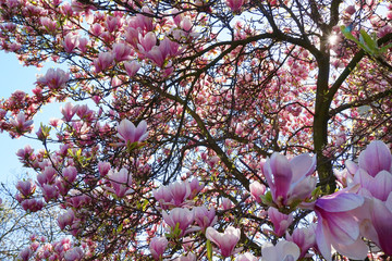 pink magnolia flowers