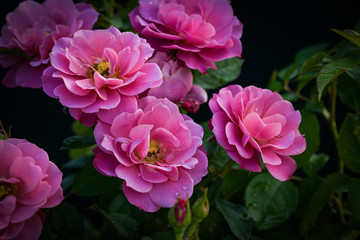 Beautiful pink (Aoi) rose in the garden