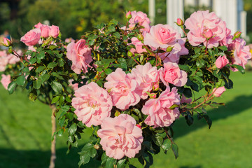 pink blooming azalea tree in the park