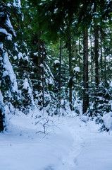  las zimą bieszczady