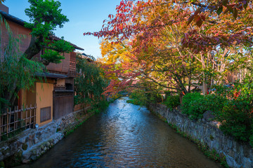 京都　祇園白川の桜紅葉