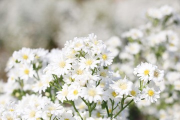 white camomile flowers in garden