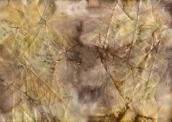 Ecoprint leaves. Imprint of a real plant on paper. Vintage background. Natural color.