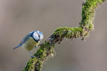 Eurasian blue tit on root (Cyanistes caeruleus)