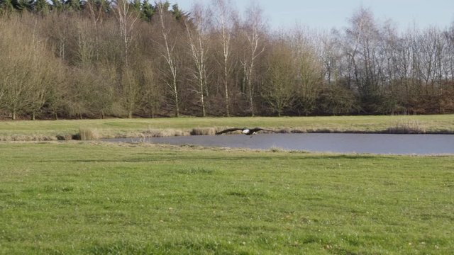 Eagle flying low and getting ready to land.