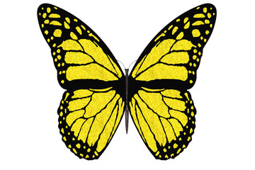 Farfalla colorata vola con le ali aperte su sfondo bianco..