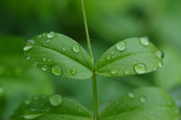 雨の雫