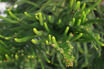 leaves green background