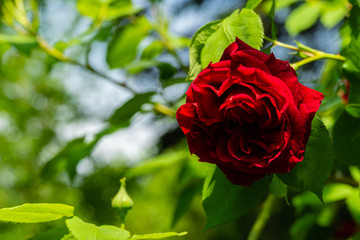 Beautiful bright red rose with green leaves on blurred background of garden greenery. Selective...
