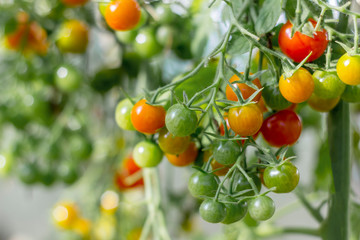 A bunch of organic ripe and unripe cherry tomato in a greenhouse. Homegrown, gardening and agriculture consept. Natural, environmenta