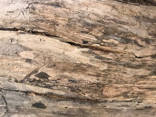 Texture of an old dried tree with cracks and bark of pine needles. Image of сloseup a wooden texture with traces of time and processing.