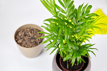 Transplanting a houseplant (indoor palm) into a larger flower pot. Chamaedorea elegans on white background. Parlor palm plant, yellow gloves, soil, expanded clay