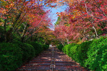 京都　宗忠神社（むねただじんじゃ）の紅葉