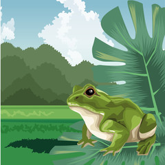 frog on leaves tropical fauna and flora landscape