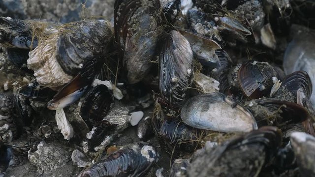 Close up mussels clams oyster shellfish low tide ocean beach slow pan right 