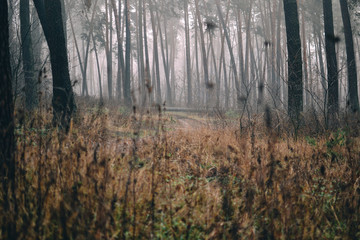 pine forest in the fog