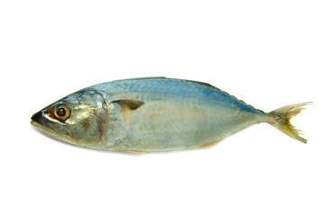 fresh tuna isolated on white background
