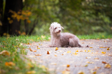 Little funny lonely dog in the forest in the meadow