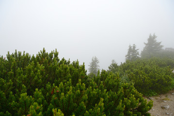 Misty morning in the alpine mountains. Bavaria, Germany. Mystical natural background