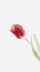 Red tulip on white background. Spring wallpaper. greeting card and invitation to the wedding, birthday. Womens day concept