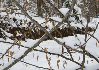 old wooden fence in snow