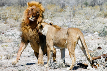 Ethosha Nationalpark Löwen