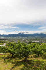 Fototapeta na wymiar 日本・6月の山梨県、梅雨の晴れ間の桃畑と甲府盆地