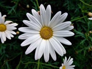 Obraz premium daisy in the grass