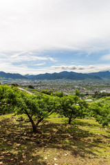 Fototapeta na wymiar 日本・6月の山梨県、梅雨の晴れ間の桃畑と甲府盆地