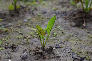 Young Plant Growing