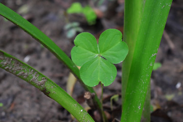 Lucky Irish Four Leaf Clover in the Field 