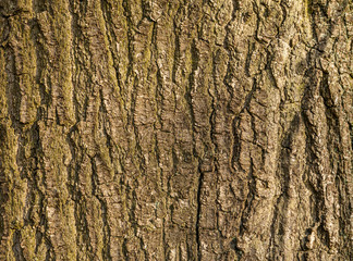 grey texture of tree bark