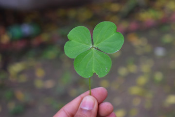 Lucky Irish Four Leaf Clover in the Field 