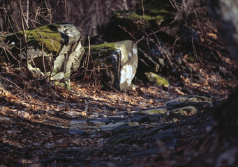 Fototapete bei efototapeten.de bestellen   