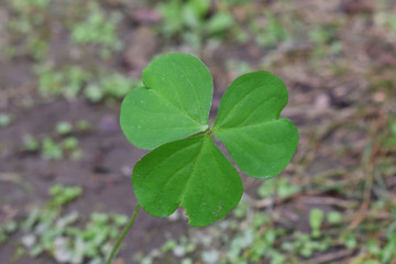 Lucky Irish Four Leaf Clover in the Field 